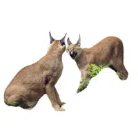 Animals and Their Babies Names |Female Caracal _ Kitten in English
