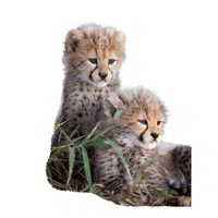 Female Cheetah _ Cub in English