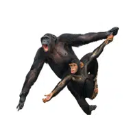 Animals and Their Babies Names | Female Chimpanzee _ Baby in English