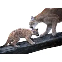 Animals and Their Babies Names |Female Cougar _ Kitten in English