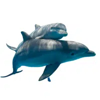 Animals and Their Babies Names |Female Dolphin _ Calf in English