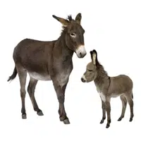 Animals and Their Babies Names |Female Donkey _ Foal in English