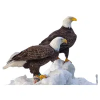 Animals and Their Babies Names |Female Eagle _ Eaglet in English