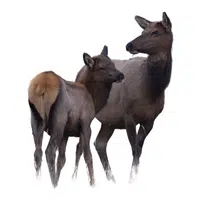 Animals and Their Babies Names |Female Elk _ Calf in English