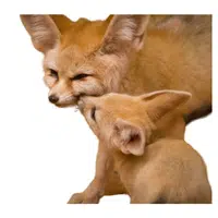 Animals and Their Babies Names |Female Fennec Fox _ Kit in English