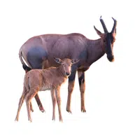 Female Gazelle _ Calf in English