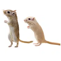 Female Gerbil _ Pup in English