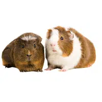 Female Guinea Pig _ Pup in English