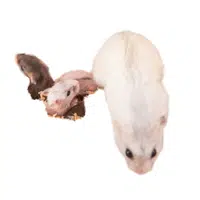 Animals and Their Babies Names | Female Hamster _ Pup in English