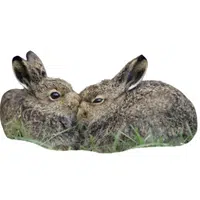 Animals and Their Babies Names |Female Hare _ Leveret in English