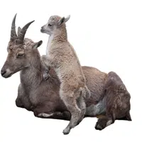 Animals and Their Babies Names |Female Ibex _ Kid in English