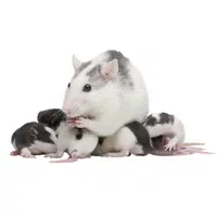 Animals and Their Babies Names |Female Kangaroo Rat _ Pup in English