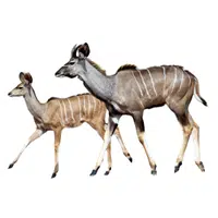 Female Kudu _ Calf in English