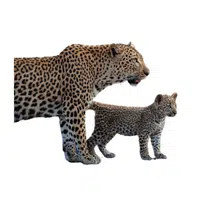 Animals and Their Babies Names |Female Leopard _ Cub in English