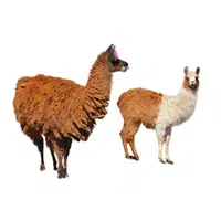 Animals and Their Babies Names |Female Llama _ Cria in English