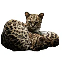 Animals and Their Babies Names |Female Margay _ Kitten in English