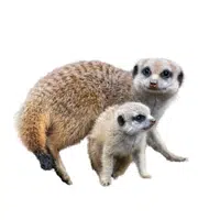 Animals and Their Babies Names |Female Meerkat _ Pup in English
