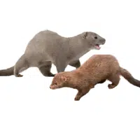 Female Mink _ Kit in English