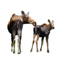 Animals and Their Babies Names | Female Moose _ Calf in English