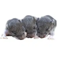 Animals and Their Babies Names | Female Mouse _ Pup in English