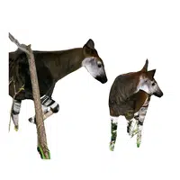 Animals and Their Babies Names | Female Okapi _ Calf in English