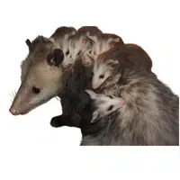 Animals and Their Babies Names | Female Opossum _ Joey in English
