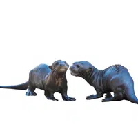 Animals and Their Babies Names |Female Otter _ Pup in English