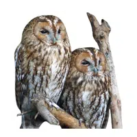 Animals and Their Babies Names |Female Owl _ Owlet in English