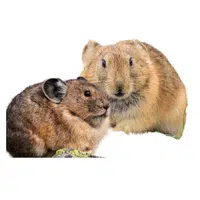 Animals and Their Babies Names |Female Pika _ Kit in English