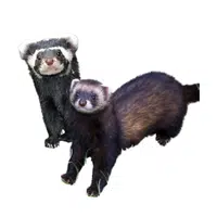 Animals and Their Babies Names |Female Polecat _ Kit in English