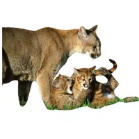 Female Puma _ Cub in English