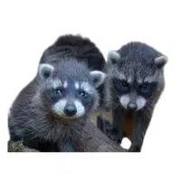 Animals and Their Babies Names |Female Raccoon _ Kit in English