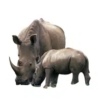 Female Rhinoceros _ Calf in English