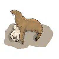 Animals and Their Babies Names |Female Seal _ Pup in English