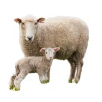 Female Sheep _ Lamb in English