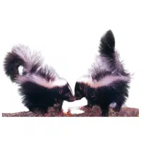 Animals and Their Babies Names | Female Skunk _ Kit in English
