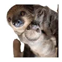 Animals and Their Babies Names |Female Sloth _ Baby in English