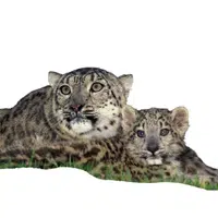 Female Snow Leopard _ Cub in English