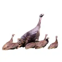Female Turkey _ Poult in English