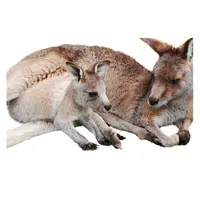 Animals and Their Babies Names | Female Wallaby _ Joey in English