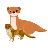 Female Weasel _ Kit in English