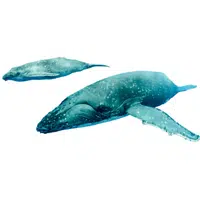 Animals and Their Babies Names |Female Whale _ Calf in English