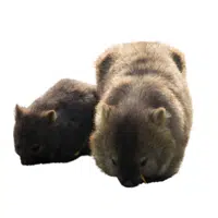 Animals and Their Babies Names |Female Wombat _ Joey in English