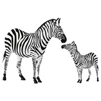 Female Zebra _ Foal in English