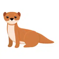 Farm Animals Names | Ferret in English