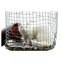 Animals Babies Names and Their Homes Names |Ferret cage in English