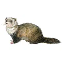 Animals Babies Names and Their Homes Names | Ferret kit in English