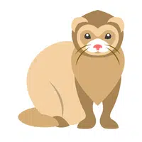 Ferret in English