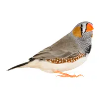 Farm Animals Names | Finch in English