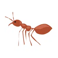 Fire ant Insect Name in English